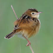 Black-backed Cisticola