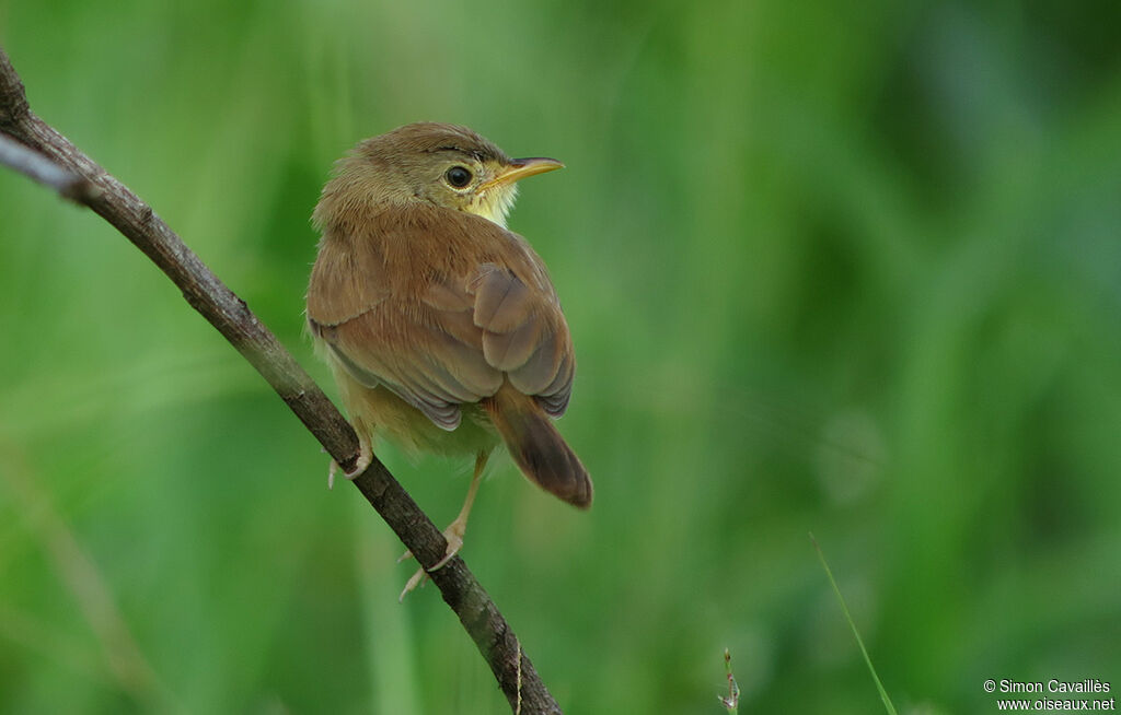 Rufous Cisticola