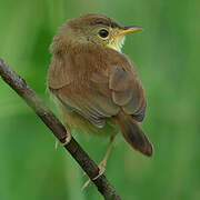 Rufous Cisticola