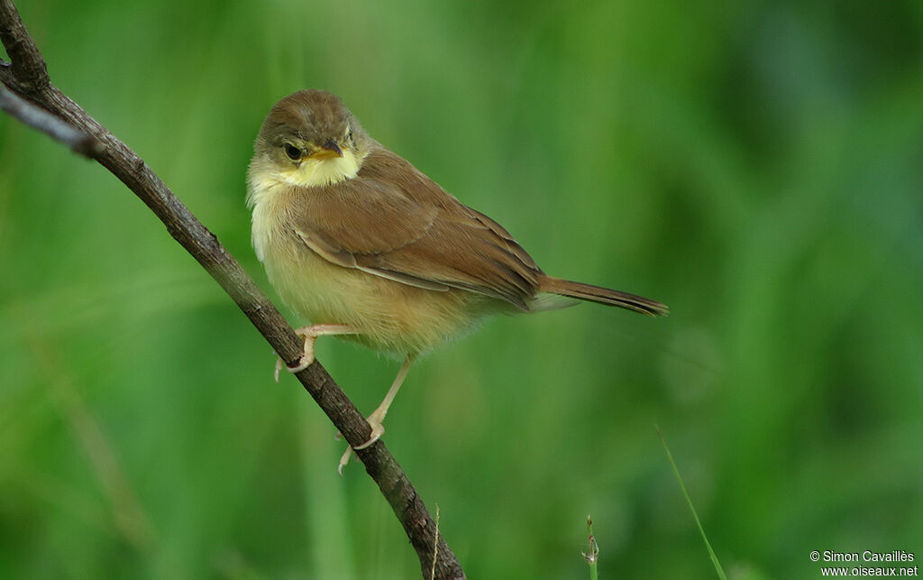 Rufous Cisticola