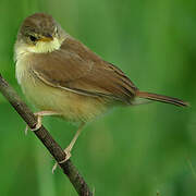 Rufous Cisticola