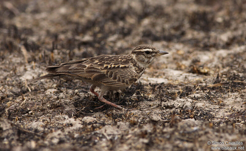 Sun Lark