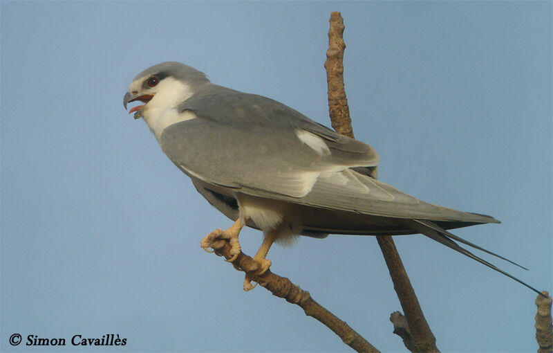 Scissor-tailed Kite