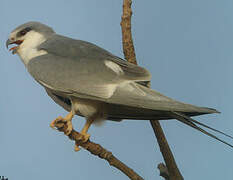 Scissor-tailed Kite