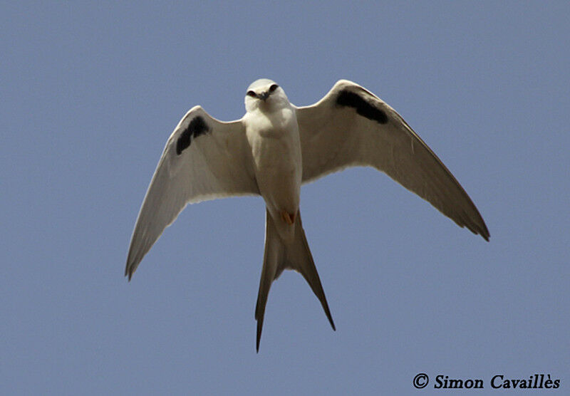 Scissor-tailed Kite