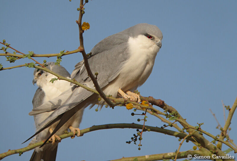 Scissor-tailed Kiteadult