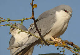 Scissor-tailed Kite