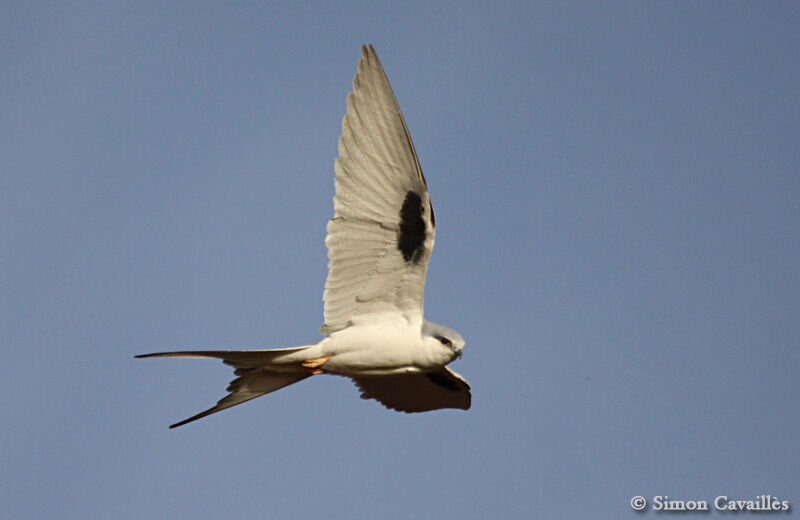 Scissor-tailed Kite