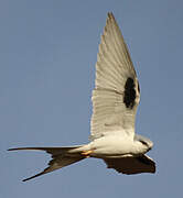 Scissor-tailed Kite