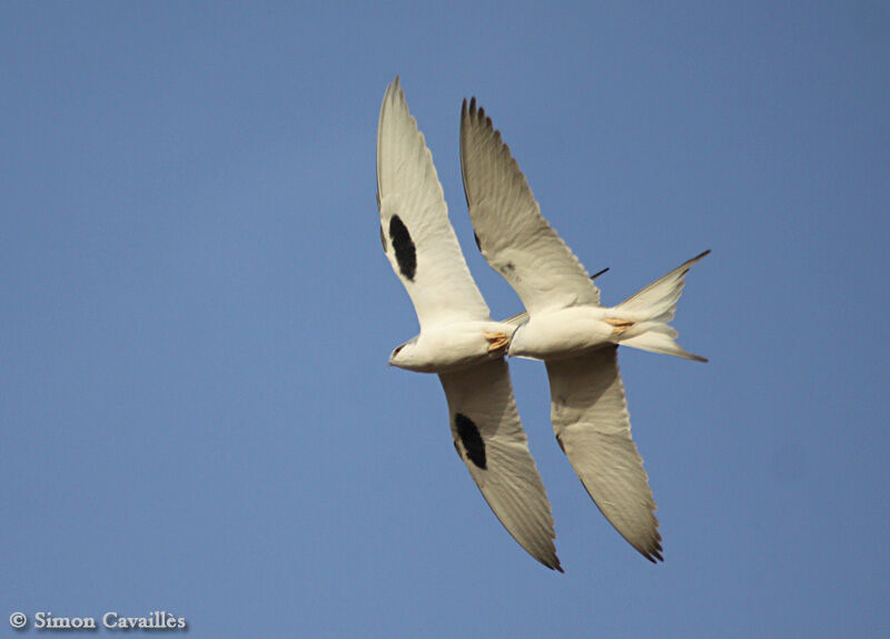 Scissor-tailed Kite