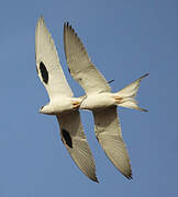 Scissor-tailed Kite