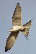 Scissor-tailed Kite