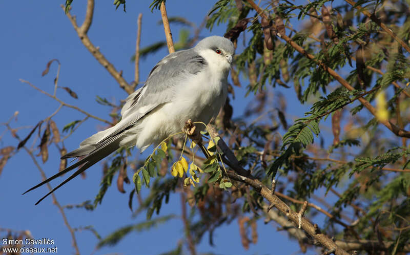 Scissor-tailed Kiteadult, identification