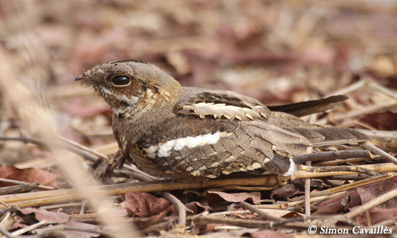 Long-tailed Nightjar