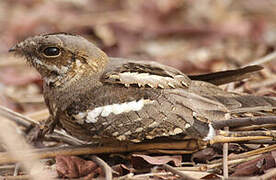 Long-tailed Nightjar