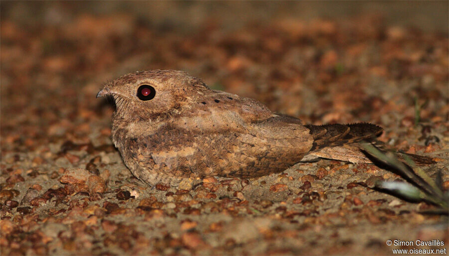 Plain Nightjar