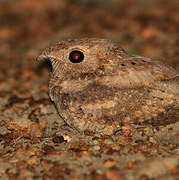 Plain Nightjar