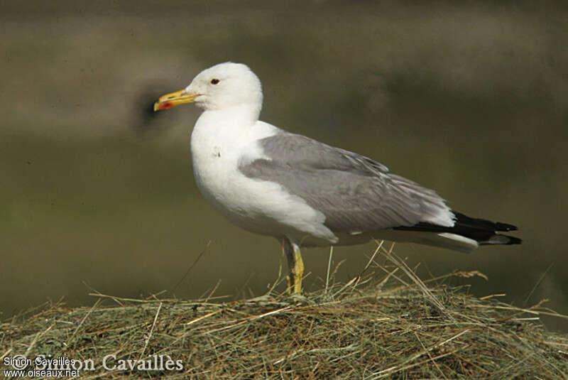 Goéland d'Arménieadulte, identification