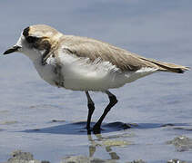 Puna Plover