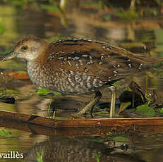 Marouette de Baillon