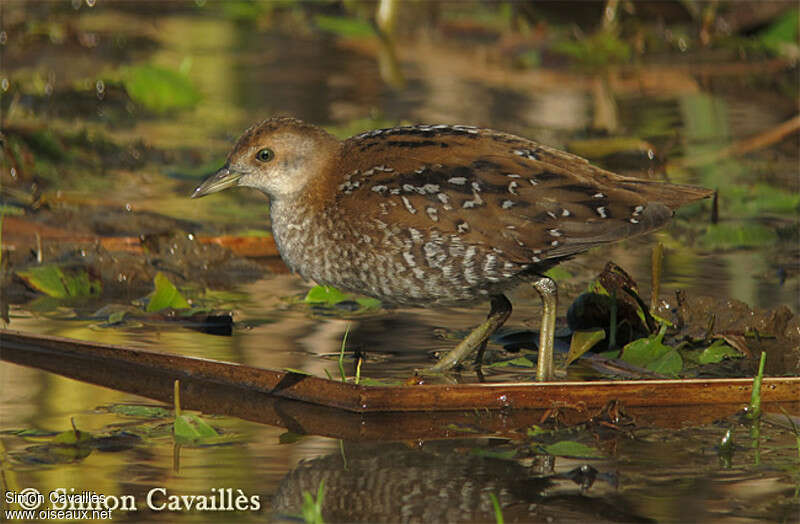 Baillon's Crakejuvenile, identification