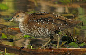 Baillon's Crake