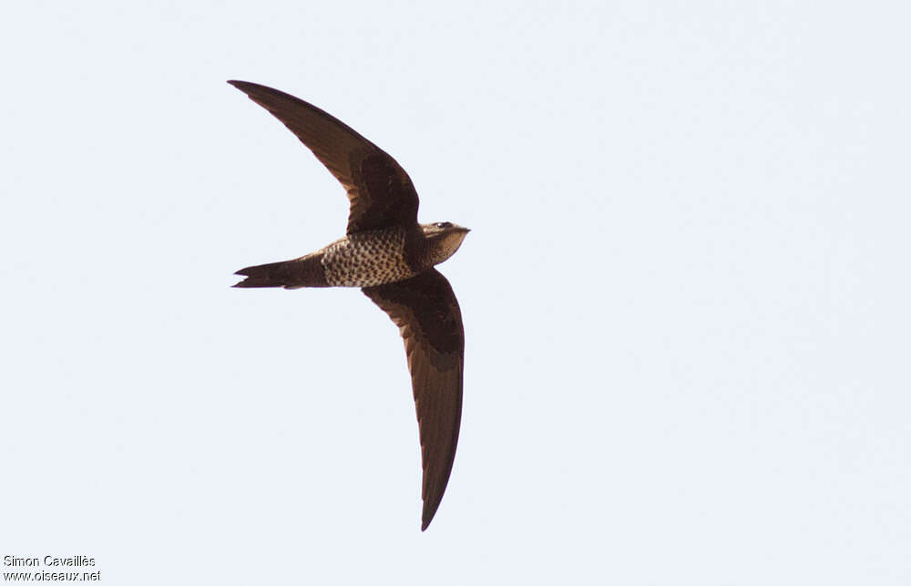 Mottled Swiftadult, Flight