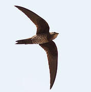 Mottled Swift