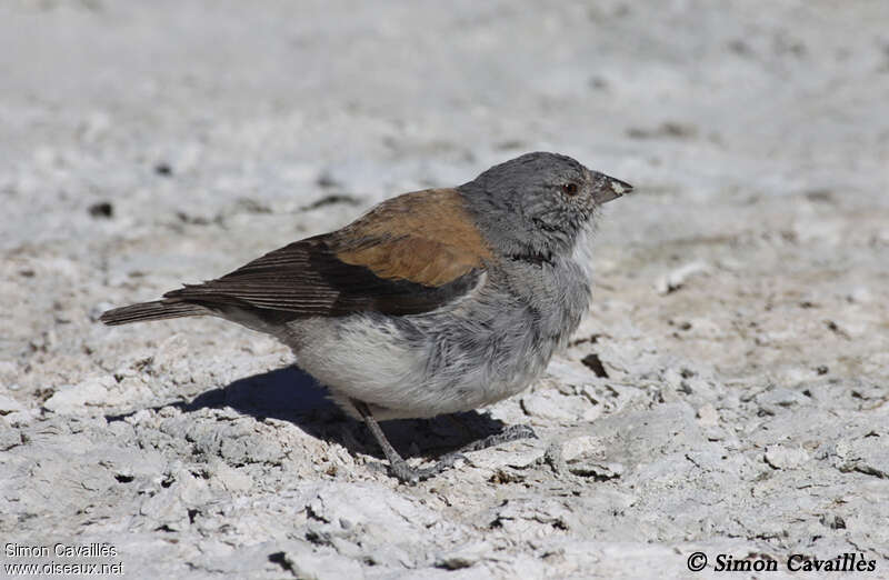 Red-backed Sierra Finch