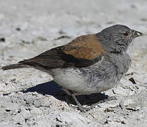 Red-backed Sierra Finch