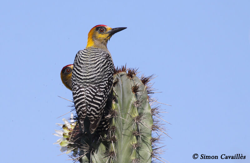 Golden-cheeked Woodpecker