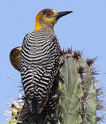 Golden-cheeked Woodpecker