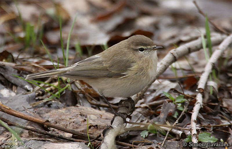 Pouillot montagnardadulte, identification