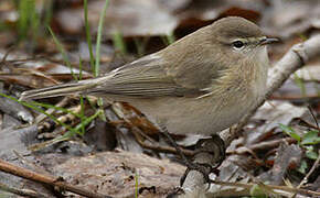 Mountain Chiffchaff