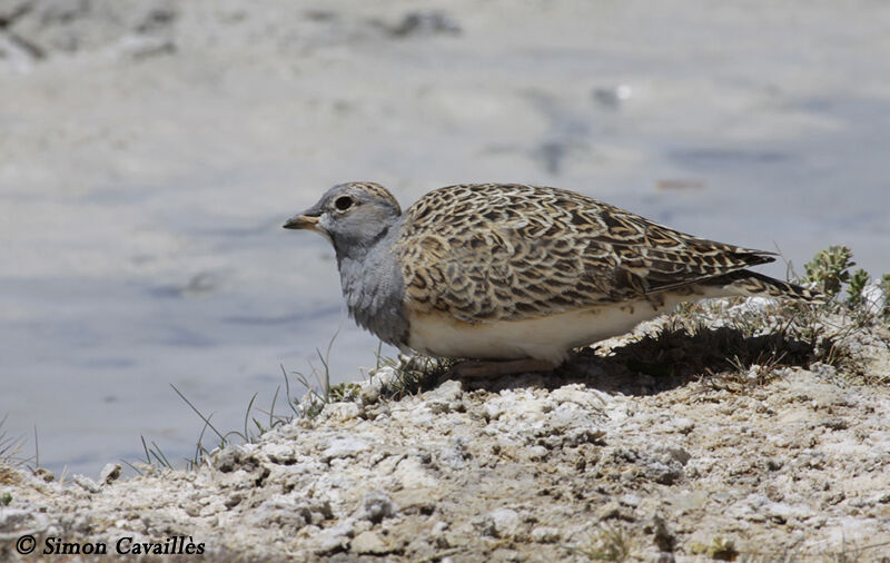 Grey-breasted Seedsnipe