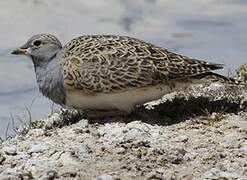 Grey-breasted Seedsnipe