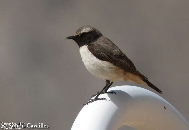 Kurdish Wheatear male adult breeding, identification