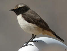 Kurdish Wheatear