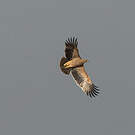 Aigle impérial