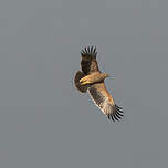 Aigle impérial