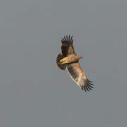 Aigle impérial