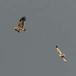 Aigle impérial