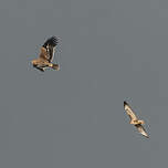 Aigle impérial