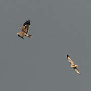 Aigle impérial