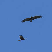 Aigle pomarin