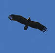 Aigle pomarin