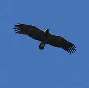 Aigle pomarin