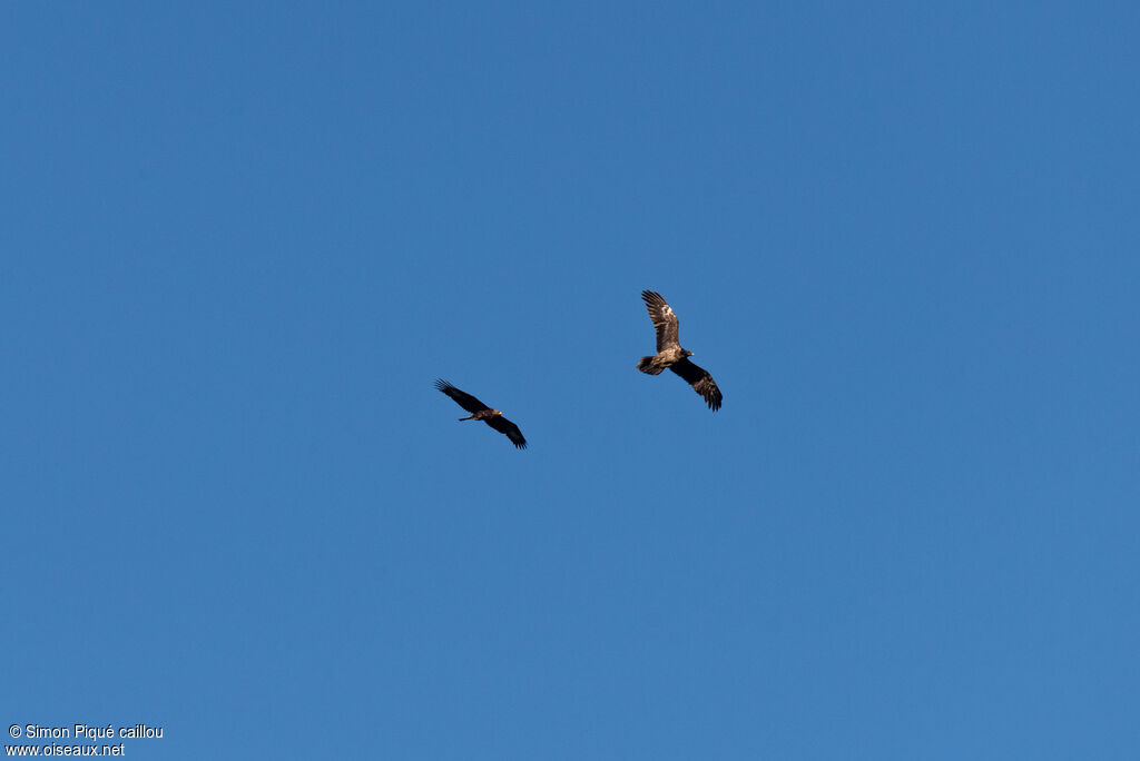 Golden Eagle
