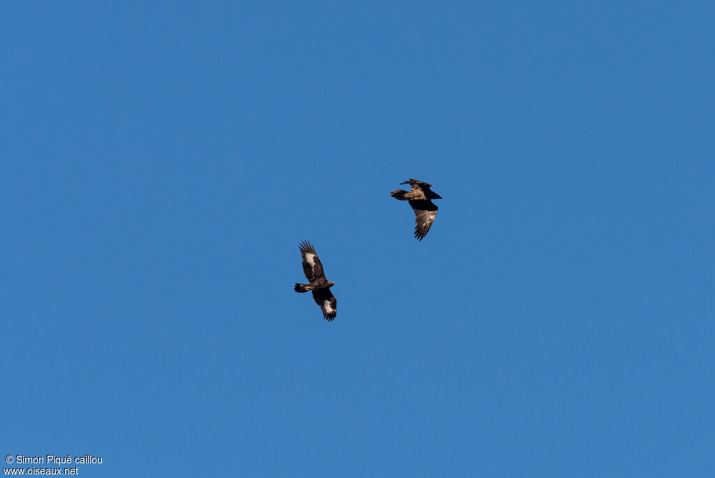 Aigle royal