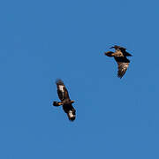 Aigle royal